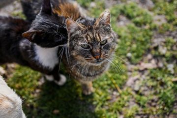 découvrez des conseils essentiels pour prendre soin d'un chat aveugle et assurer son bien-être au quotidien.