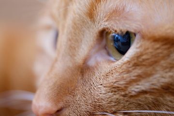 découvrez l'anatomie détaillée du chat, explorant ses structures internes et externes pour mieux comprendre ce compagnon fascinant.