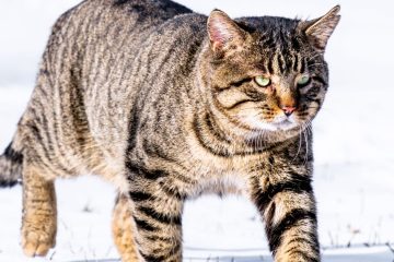 découvrez la température corporelle normale des chats, comment la mesurer et ce que signifient les variations pour la santé de votre animal.