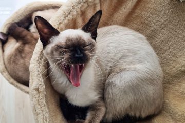 Le nombre de races de chat et leurs caractéristiques principales 7 découvrez les différentes races de chats, leurs caractéristiques, tempéraments et conseils d'entretien pour choisir le compagnon idéal.