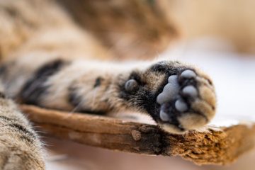découvrez le record de distance parcourue par un chat et les exploits impressionnants de nos amis félins.