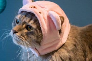 découvrez notre collection de chapeaux pour chats, alliant confort et style pour votre compagnon félin.