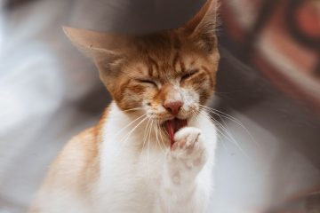 conseils essentiels pour assurer la sécurité de votre chat lors de vos voyages, avec des astuces pratiques pour un déplacement serein et sans stress.