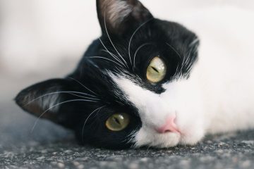 découvrez les causes courantes et les solutions pour les vomissements chez le chat. conseils pour reconnaître les symptômes et quand consulter un vétérinaire.