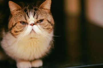 découvrez les races de chats exotiques, leurs caractéristiques uniques et comment prendre soin de ces félins rares et fascinants.