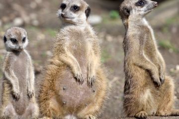 Découvrez les particularités surprenantes des races de chats meerkat 9 découvrez les races de chats meerkat, leurs caractéristiques uniques, leur tempérament et comment en prendre soin.