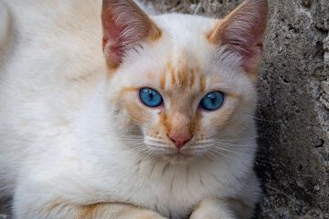 découvrez le mekong bobtail, un chat élégant et unique avec une queue courte caractéristique, reconnu pour son caractère affectueux et joueur.
