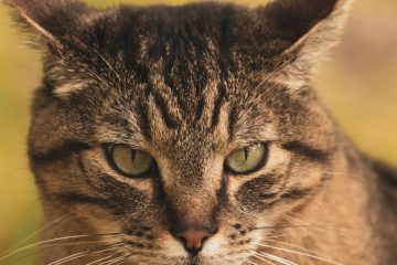 découvrez le chat des pampas, un félin sauvage d'amérique du sud reconnu pour son agilité et son adaptabilité dans les plaines herbeuses.
