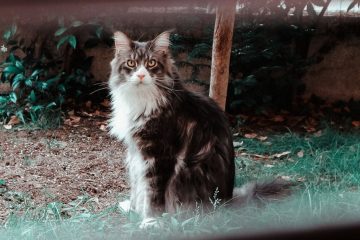 découvrez nos conseils pratiques pour voyager en italie avec votre chat, incluant astuces de transport, hébergements adaptés et soins pour votre compagnon félin.