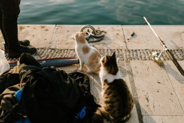 conseils pratiques et astuces pour voyager sereinement avec votre chat, que ce soit en voiture, en avion ou en train.