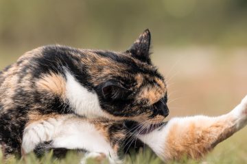 découvrez les bienfaits de l'ail sauvage pour la santé des chats, ses propriétés naturelles et comment l'intégrer en toute sécurité à leur alimentation.